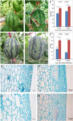 A major QTL identification and candidate gene analysis of watermelon fruit cracking using QTL-seq and RNA-seq
